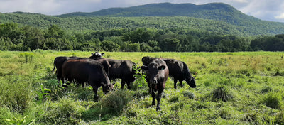 Understanding labels: grass-fed vs pasture-raised.