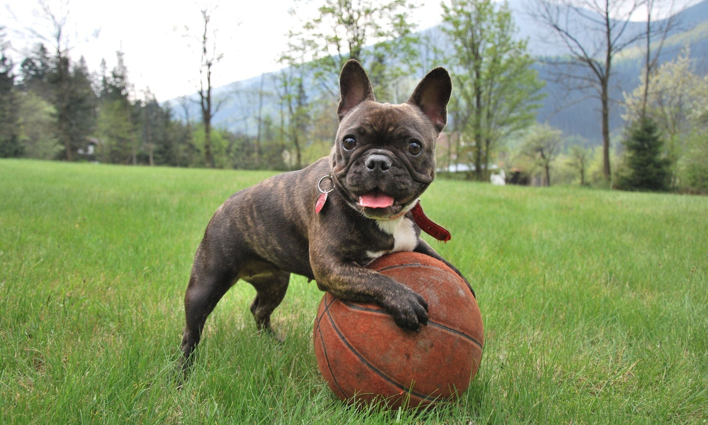 Why the Meat in Your Dog’s Treats Matters