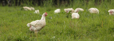 Is pastured poultry the same as organic?
