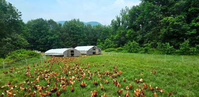 What it really means to raise eggs on pasture