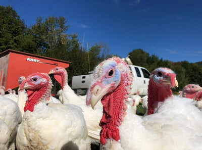 Why Funding Regenerative Farms Is Harder (But More Important) Than Ever