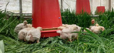 Do Chickens Belong in New England?