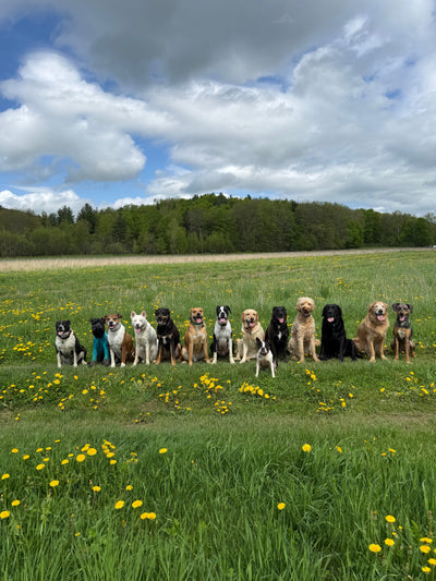 News from the Pack – Pasture Pet Summer Edition