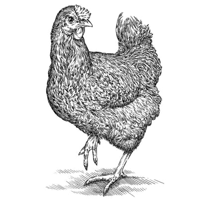 Pastured Chicken