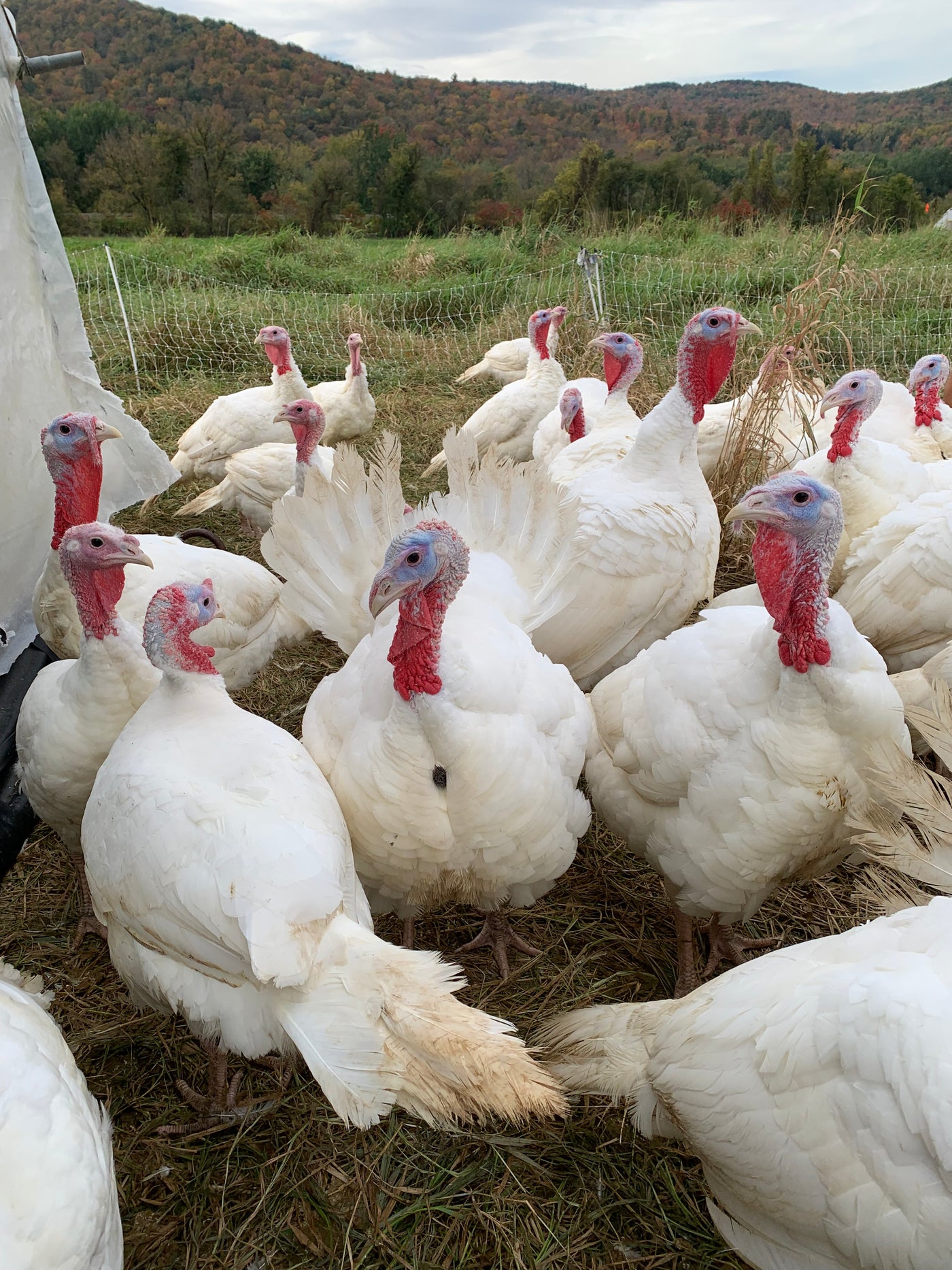 2023 Turkey (1lb)