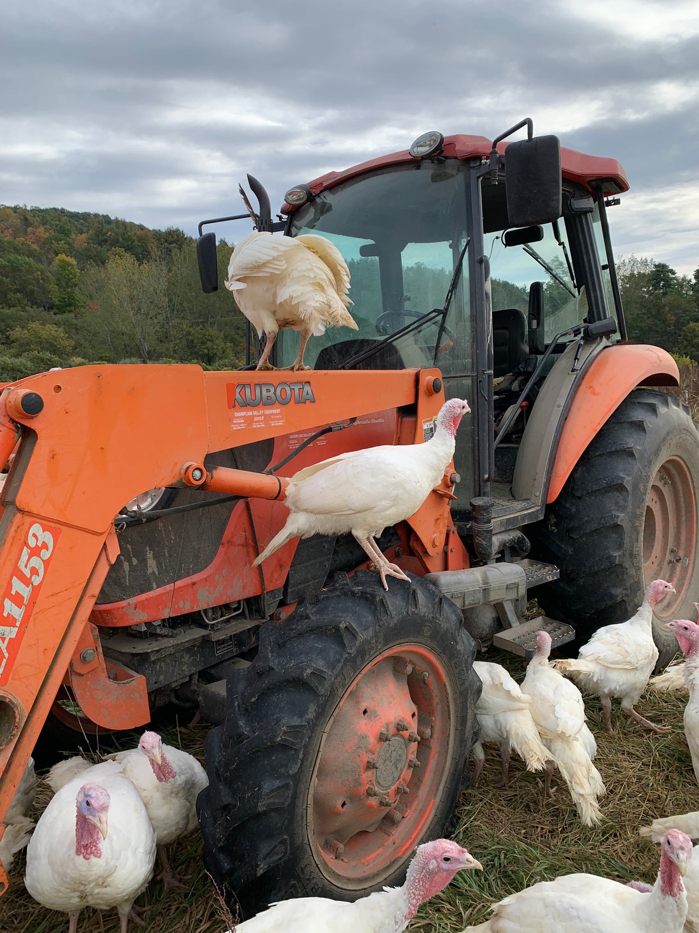 1/2 Turkey