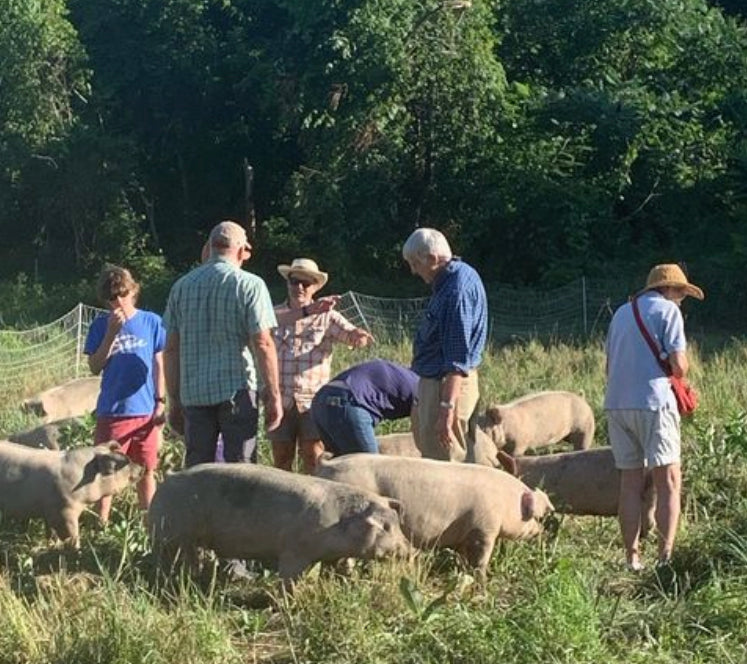 Pasture Walk